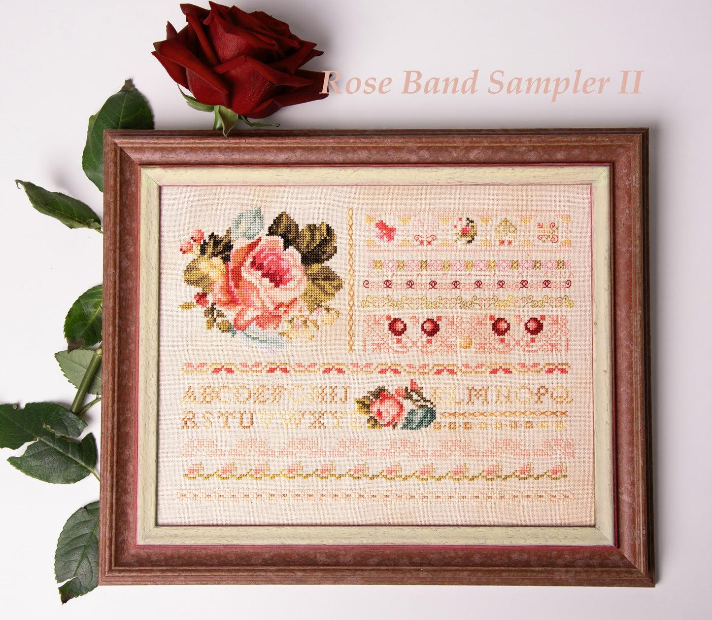 Rose Band Sampler II *Nashville Market Pre-Order*